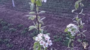 Family home and garden - rural