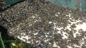 Agritourism Destination, Hobby Farm, Livestock Farm, Orchard, Family farm