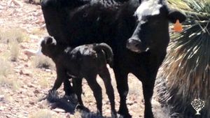 Desert ranch of southwest New Mexico