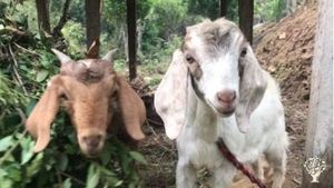 Thriving goat farm with more than 50 goats