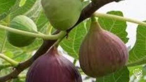 Βιολογικό αγρόκτημα στην περιοχή της Επανομής Θεσσαλονίκης