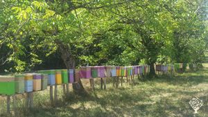 Ferme apiflorale - apiculture et floriculture
