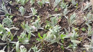 I have a bio-organic farm, mini fruit tree plantation. Vineyard and winemaking family traditions