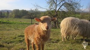Bio-Bauernhof und politische Kommune im Schwarzwald