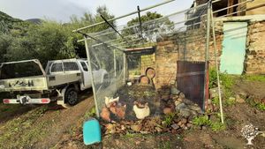 Bioolivenhain in der Nähe des Taygetos