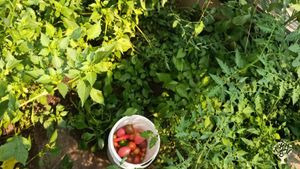 1 acre shared private garden and 250 sq ft greenhouse on an 8 acre property.