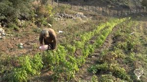 Ekolojik Yaşam Köyü