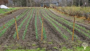 Mixed Farm- Vegetables, culinary and medicinal herbs, berries and animals