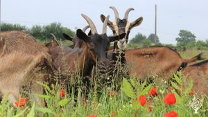 Projet collectif : Elevage de chèvre biologique, jardin et ferme pédagogique