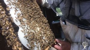 Naturwabe --- Panal natural--- Natural honeycomb