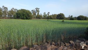 Azienda agricola