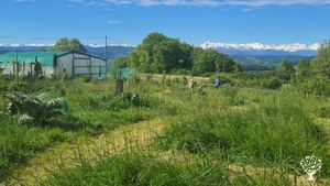 Pépinière pour la forêt-jardin.  Agriculture Régénérative.