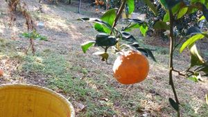 <JJ124>농장 한 가운데서의 멈춤은 치유입니다 / Stopping in the Middle of the Farm is Healing