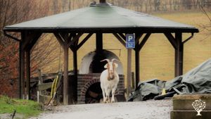 Inklusive Hofgemeinschaft mit Bioland-Landwirtschaft, Renovierung denkmalgeschütztes Fachwerkhaus