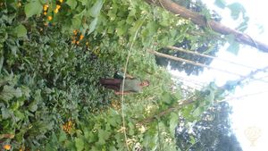 Petite ferme de polyculture-élevage en Ardenne, paniers de légumes et transmission de savoirs