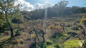 Vinha de mesa e pomar.
Raisin de table et verger.
Table grapes and orchard.
