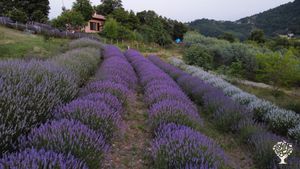Fattoria Famigliare alle Pendici del Monte Subasio