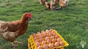 Organic/Biodynamic mixed farm on a tiny danish island. Join us in working on Bjørnø