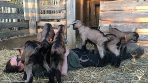 Massage offert par les chevrettes !