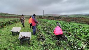 Community Supported Agriculture (CSA), Education Centre &  Community Benefit Society (31409R).