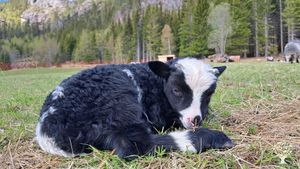 Idyllic homestead with sheep in middle of norwegian wilderness based on sustainable values