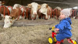 Welkom op het eiland de Gouden Boaiem, wij runnen hier een biodynamisch melkveebedrijf.
