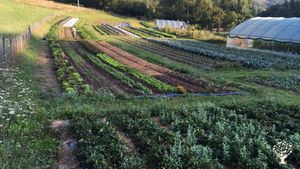 Orto commerciale, Frutteto, Fattoria di famiglia