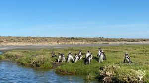 We have a colony of 100,000 Magellanic Penguins
