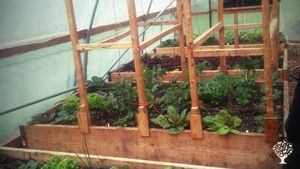 Early spring garden in the greenhouse 