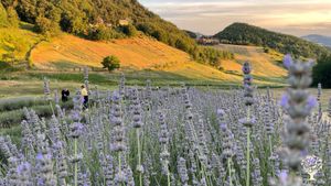 lavender field  duepapaveri 