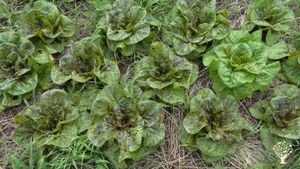 nous cultivons que des variétés paysannes (pas de F1)