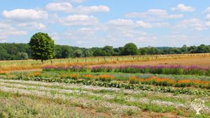 Producteur de plantes aromatiques et médicinales