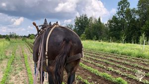 Cultures bio-intensives, autres légumes en champ, semences, élevage paysan, traction animale.