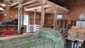 Inside the goat barn