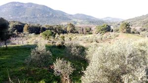 Verger familial méditerranéen