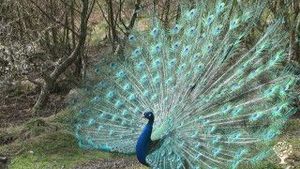 One of our male peacocks.