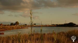Help us in our permaculture garden and organic shop in the Chalkidiki area, Greece