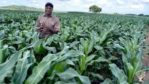 Welcome to our Farm in Mutai! Nestled in the peaceful countryside of Mutai, Jinja City