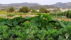 Organic farm dedicated to the cultivation of cut flowers and vegetables on the west coast of Ibiza