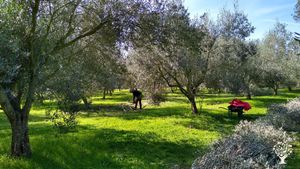 potatura oliveto