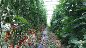Maraîchage biologique sur petite surface