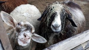 Communal Living Group, Family home and garden - rural, Livestock Farm