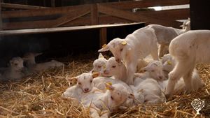 Naturlandhof mit Ziegenhaltung und Hofkäserei im Spessart