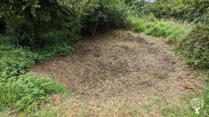 Restoring an old orchard & fruit/Nut/Veg plot on 1.5 acres on the edge of the Somerset Levels.
