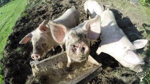 Join life on a self-sufficient permaculture farm in beautiful Norwegian nature