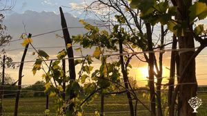 Sunset through our grapevine.