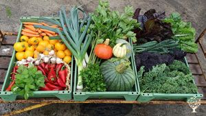 Regenerative market garden & flower farm with vegetables, sheep, hens and seasonal farm life