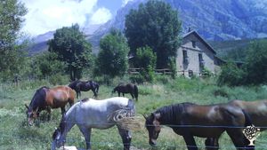 Family home and garden - rural, Cattle Ranch, Horse Ranch, Mixed Farm, Family farm