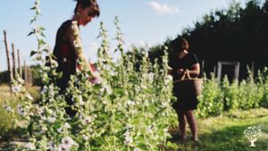 Harvesting Marshmallow leaf & flower in the herb gardens. Tasks include weeding, harvesting & more!