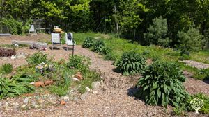 Homestead specializing in mostly perennial and medicinal herbs, no-till, organic and regenerative.